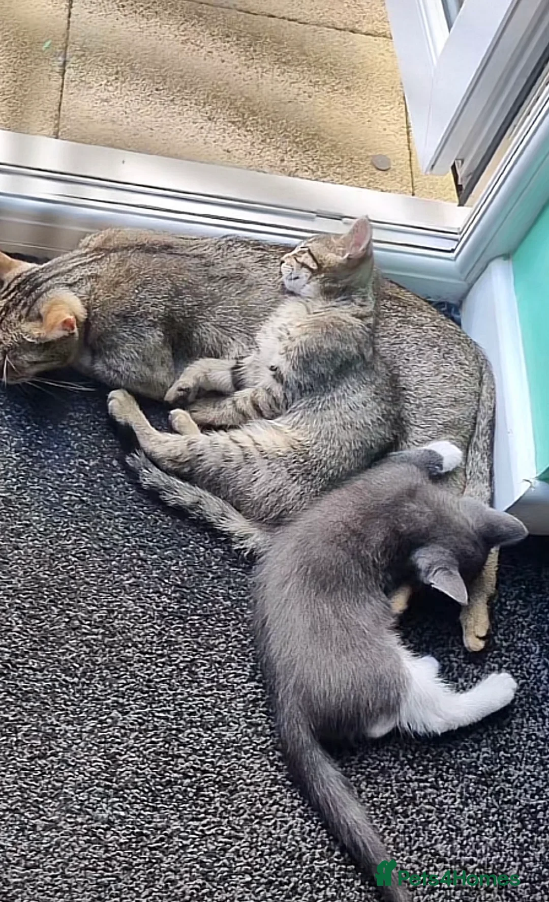 Mixed Breed cats for sale: Kittens ready for forever homes in Lincoln - Advert 1