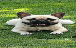 French Bulldog dogs for sale: French bulldog 12 months old  - Image 1