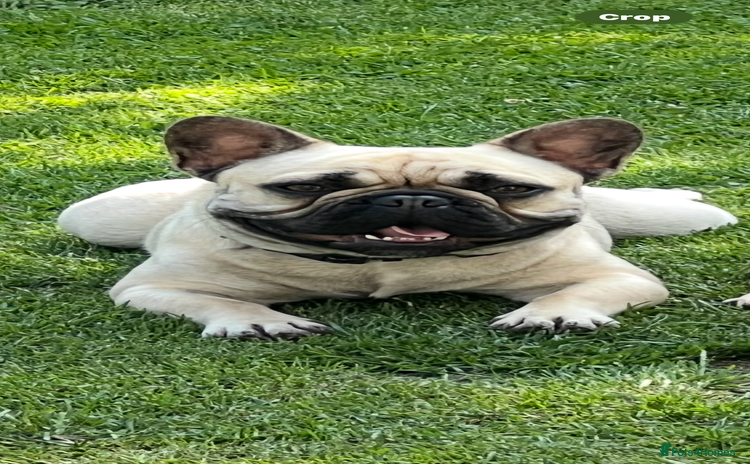 French Bulldog dogs - Advert 12