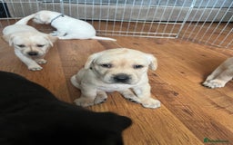 Labrador Retriever dogs for sale: Top Pedigree Labrador retriever puppies - Image 12