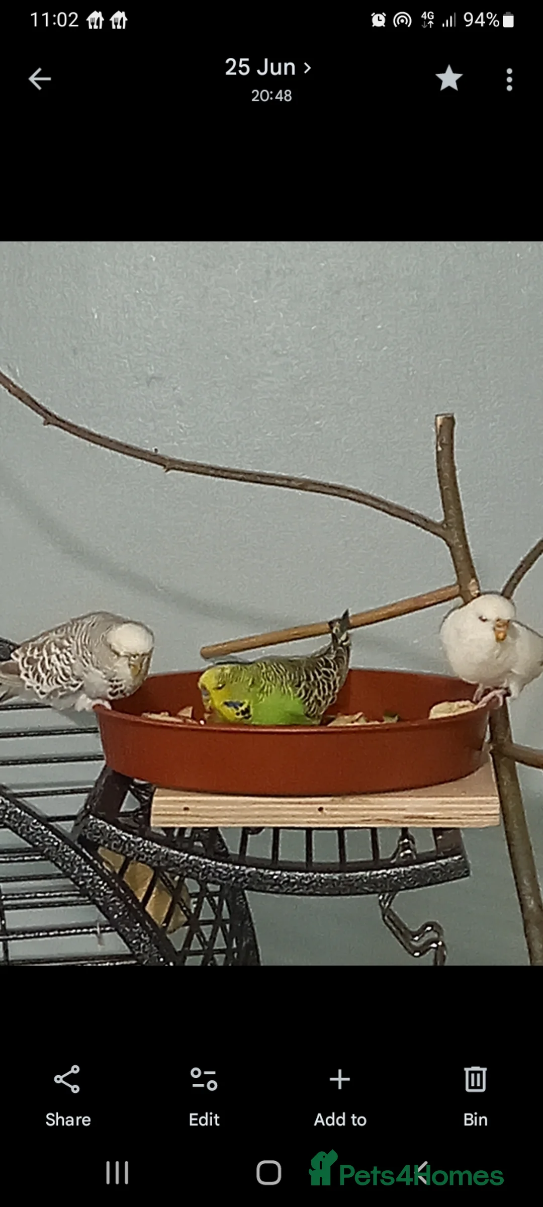 Budgerigars birds for sale: 3 young budgies 1 male 2 female + cage - Advert 5