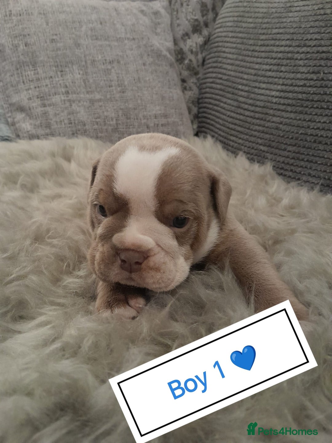 Mixed Breed dogs for sale: 🐾🐶Stunning New English Bulldog Puppies🐶🐾 - Advert 13