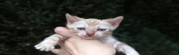 Bengal cats for sale: TICA REGISTERED SNOW BENGAL - Advert 2