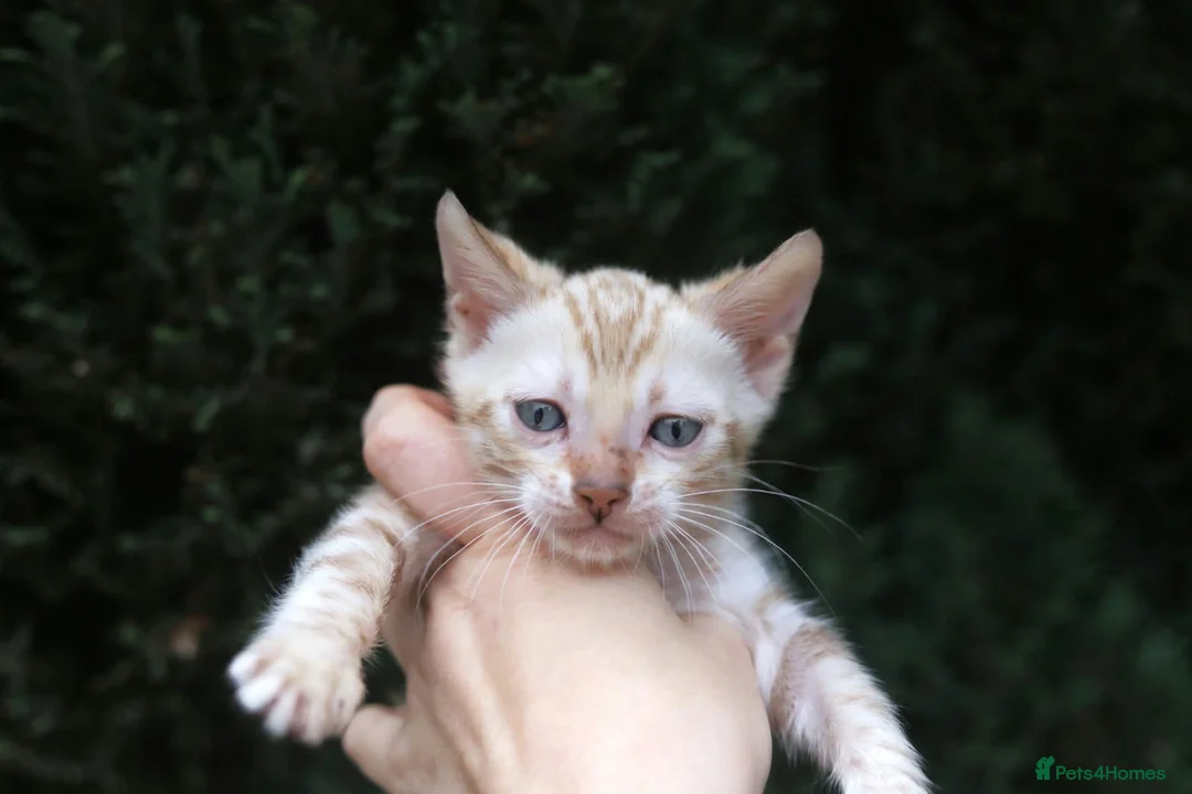 Bengal cats for sale: TICA REGISTERED SNOW BENGAL - Advert 2