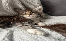 Maine Coon cats for sale: maine coon  - Image 8