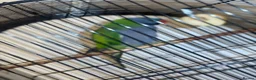 Parakeets birds for sale: Eastern Rosella in Wigan - Advert 6