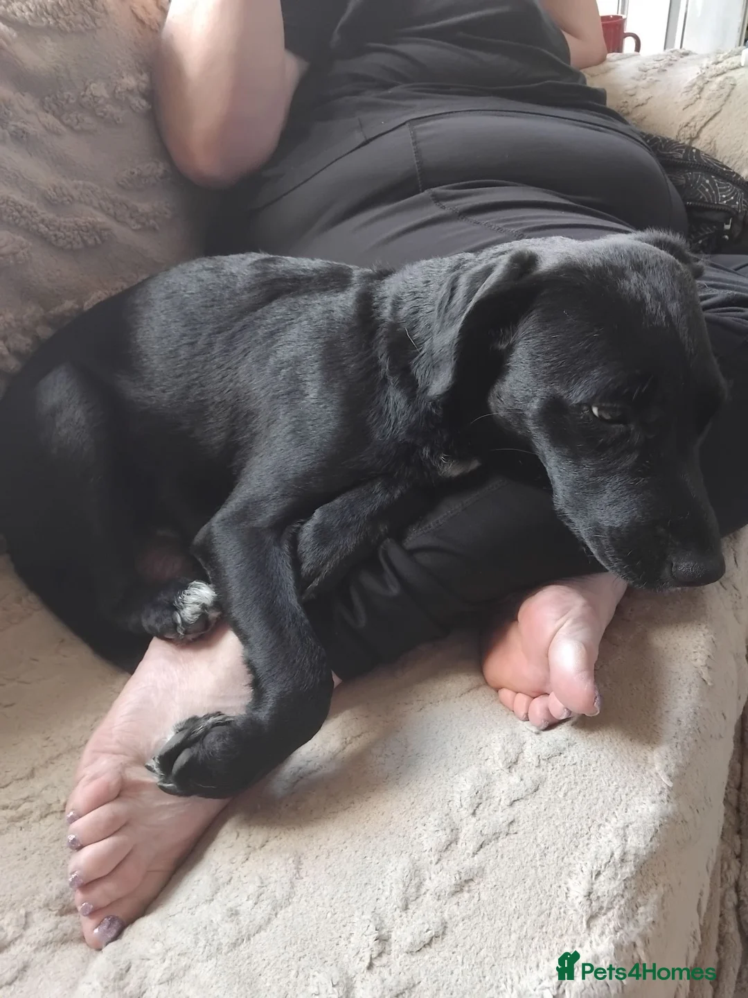 Mixed Breed dogs for sale: Cockerspaniel x labradorx - Advert 5