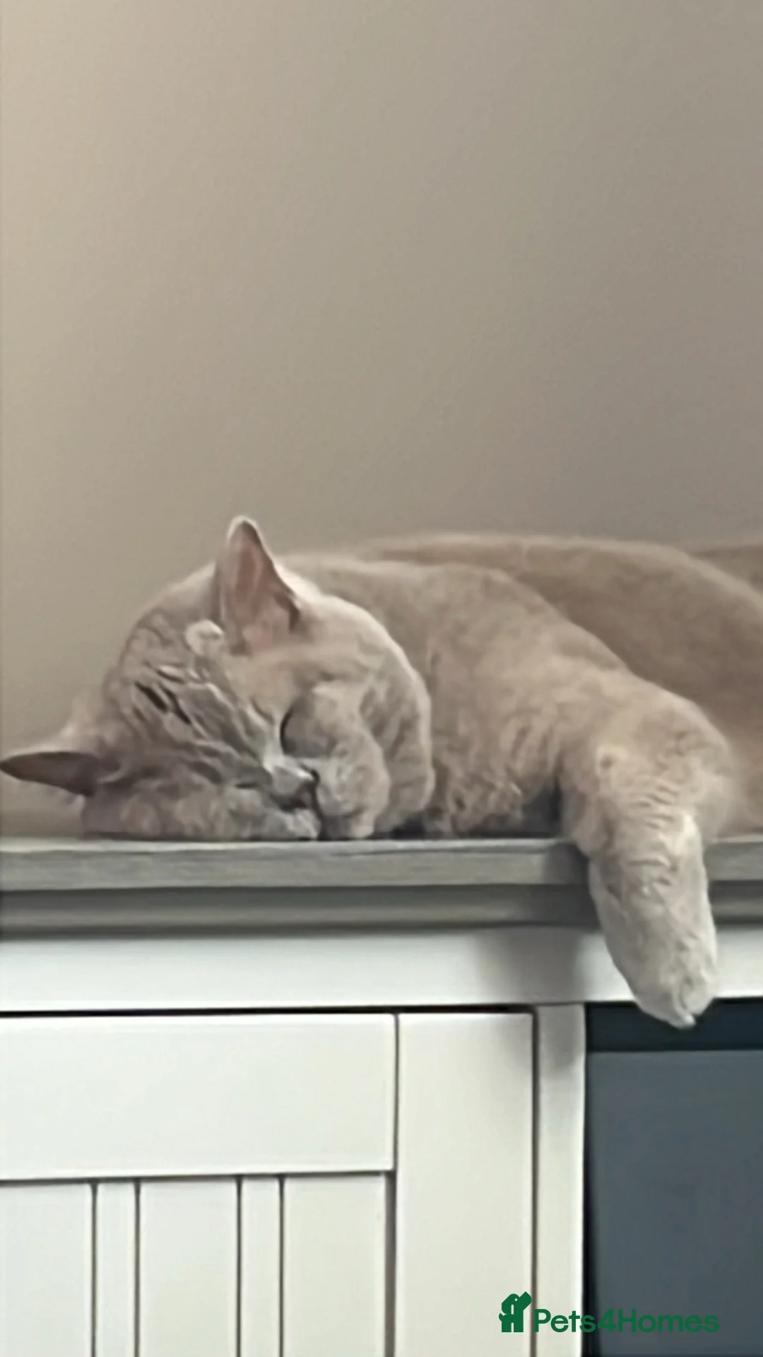 British Shorthair cats for sale: 3 British short hairs for rehoming - Advert 2