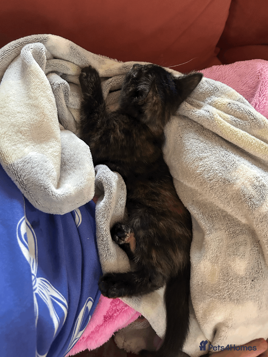 Mixed Breed cats for sale: Little girl ready to go ASAP - Advert 5
