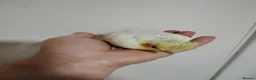 Cockatiels birds for sale: Hand reared and tame baby cockatiels - Advert 3
