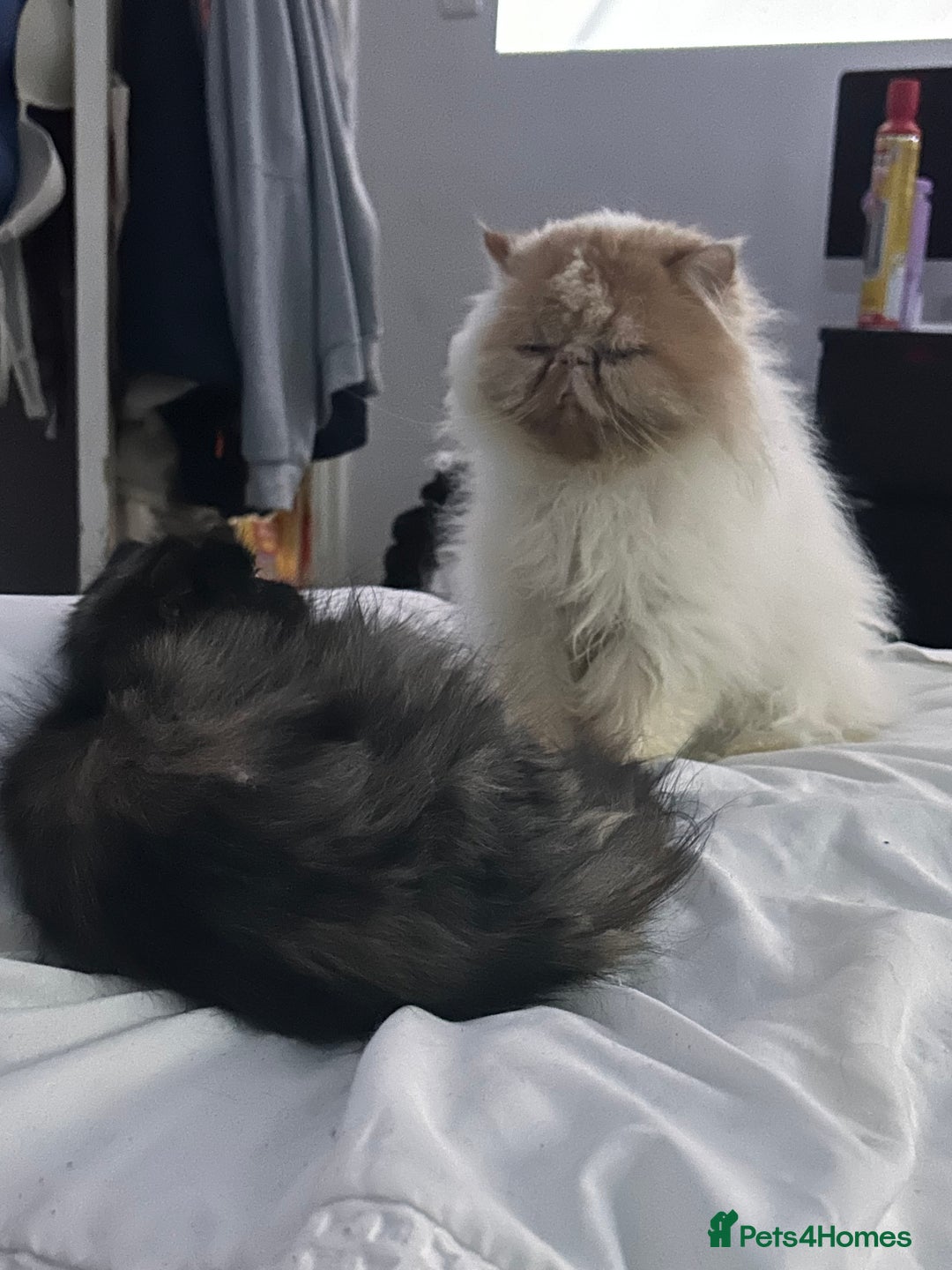 Persian cats for sale: Single female persian - Advert 13