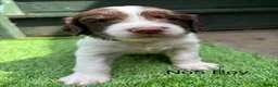 English Springer Spaniel dogs for sale: Beautiful KC registered English springer spaniels in Stratford-upon-Avon - Advert 6