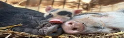 Pig livestock for sale: 1 x kunekune x boar and 3 kunekune x male piglets in Abergavenny - Advert 7