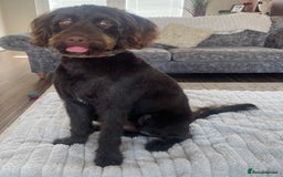 Australian Labradoodle dogs for sale: Australian Labradoodle 12 months - Image 2