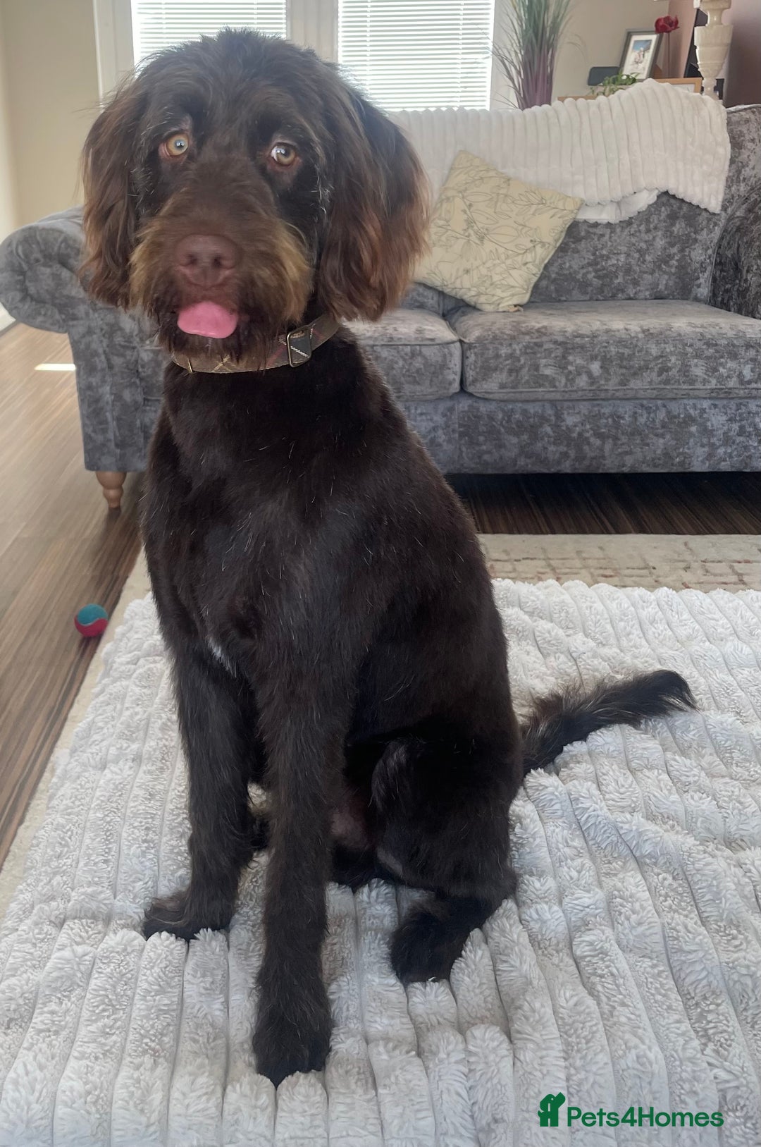 Australian Labradoodle dogs for sale: Australian Labradoodle 12 months - Image 2