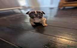 French Bulldog dogs for sale: REDUCED Adorable French Bulldog Puppies  - Image 23