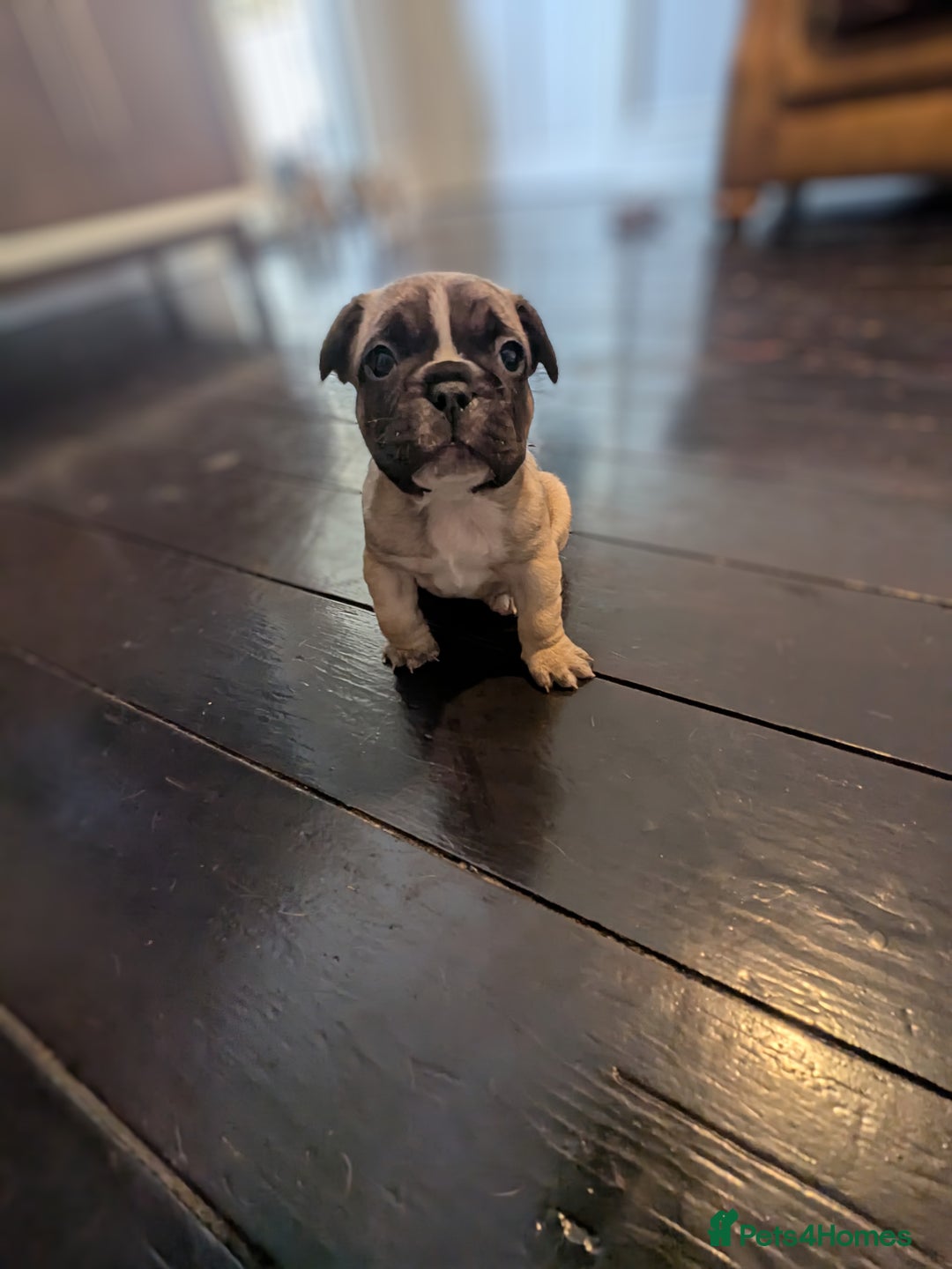French Bulldog dogs for sale: REDUCED Adorable French Bulldog Puppies  - Image 23