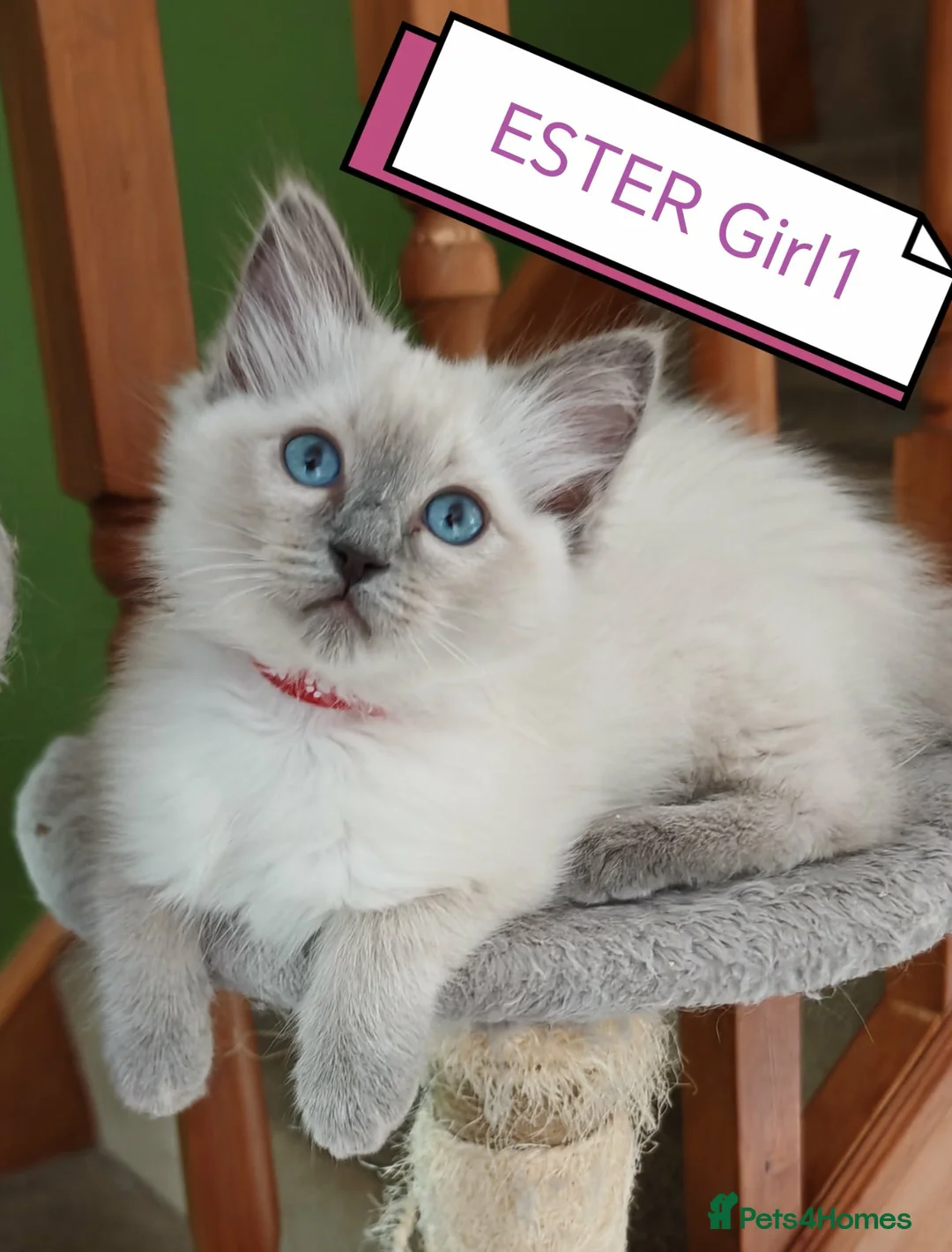 Ragdoll cats for sale: 100% pure ragdoll - Advert 2