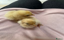 Chickens poultry for sale: 💕Pekin chicks last hatch of the year💕 - Image 4