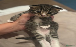 British Shorthair cats for sale: British shorthair tabbys - Image 12