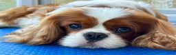 Cavalier King Charles Spaniel dogs for stud: KC Reg for STUD Health Tested Excellent Pedigrees  in Nottingham - Advert 7