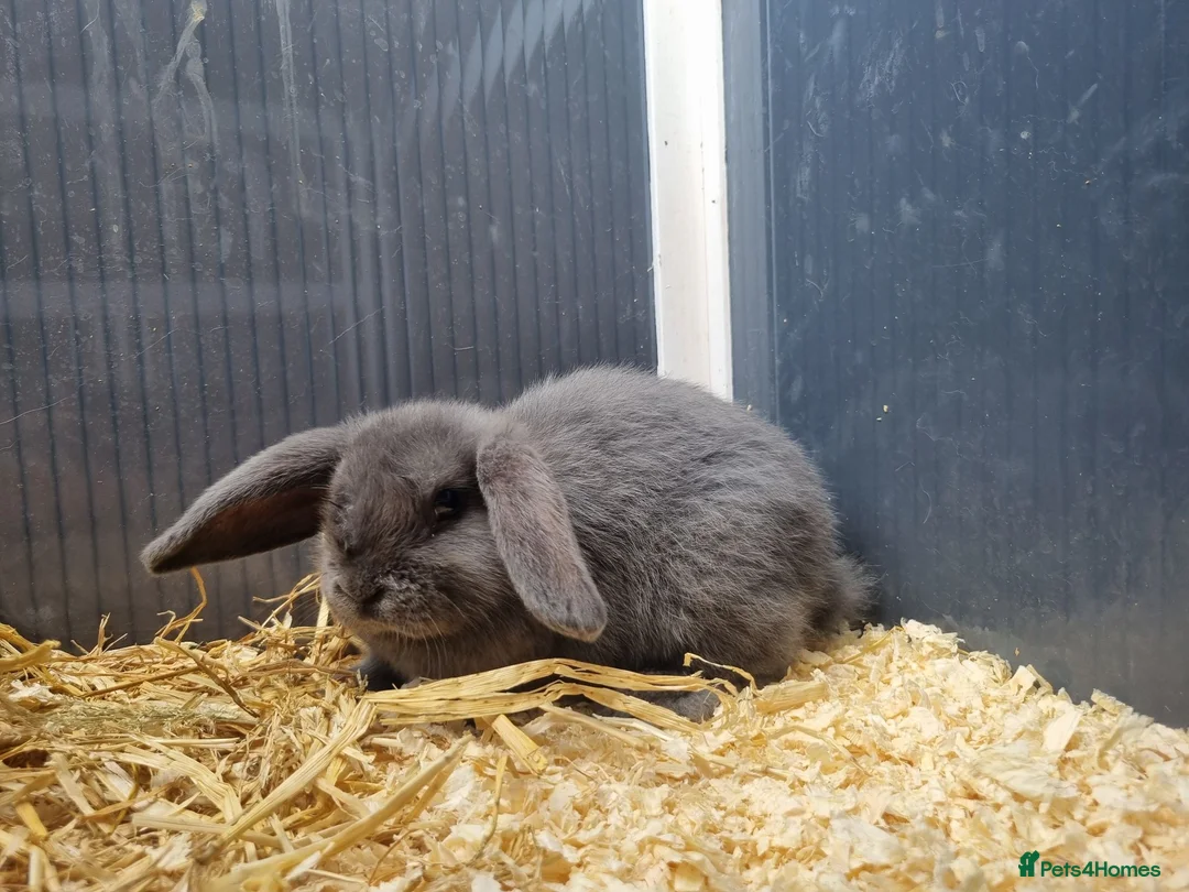 Mini Lop rabbits for sale: Stunning, well-handled Mini Lops in Stanley - Advert 10