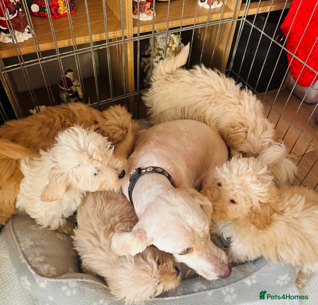 Jackapoo dogs for sale: F1b Jackapoo puppies for sale  - Advert 2