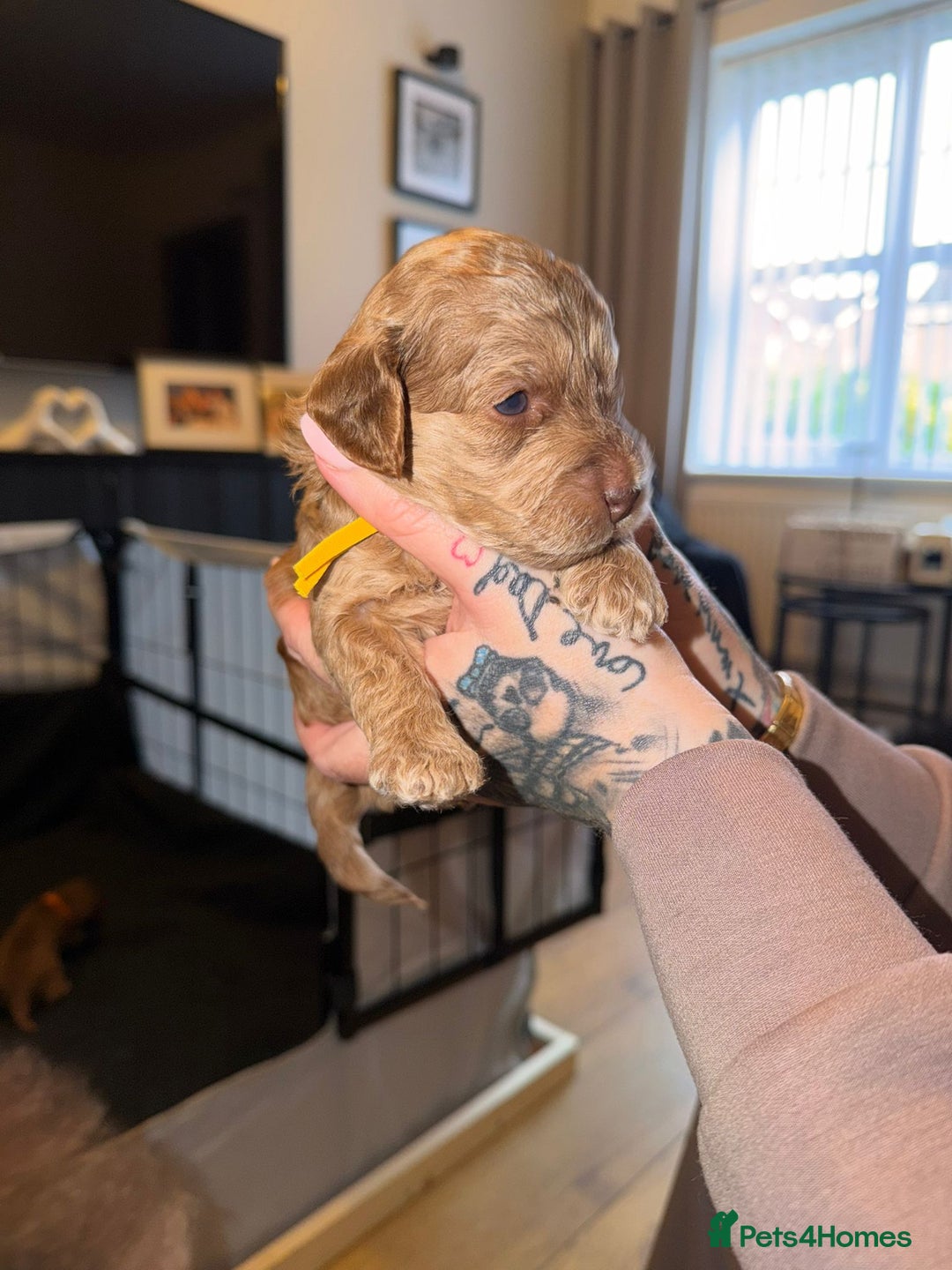 Cockapoo dogs for sale: 7 absolutely adorable cockapoo pups!  - Advert 6