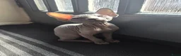 Sphynx cats for sale: Sphynx kittens in Milton Keynes - Advert 26