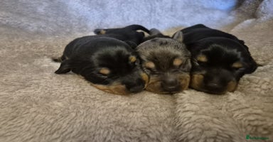 Dachshund dogs - Advert 7