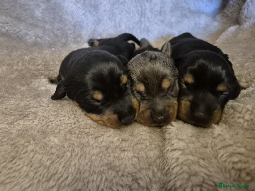 Dachshund dogs for sale: MINI DACSHUNDS READY DEC 6TH - Image 2