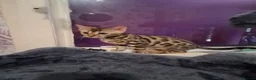 Bengal cats for sale: Tica reg. Bengal Kittens  - Advert 18