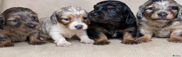 Miniature Dachshund dogs for sale: 3 stunning long haired miniature dachshunds - Advert 2
