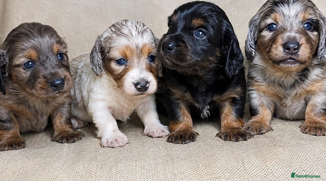 Miniature Dachshund dogs for sale: 3 stunning long haired miniature dachshunds - Advert 2