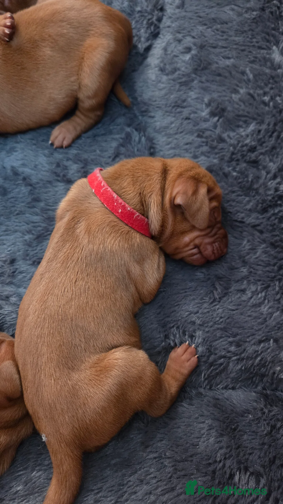 Hungarian Vizsla dogs for sale: 🧡 Hungarian Vizslas. Exceptional pedigrees 🧡 - Advert 27