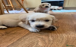 Golden Retriever dogs for sale: Golden Retriever Puppies For Sale - Image 11