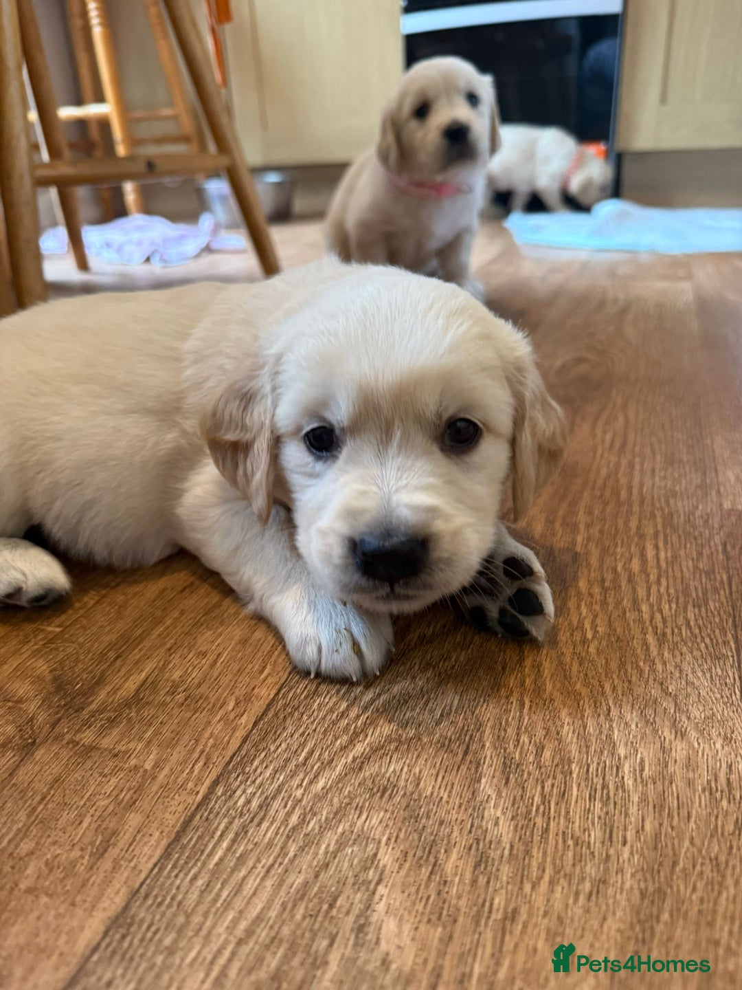 Golden Retriever dogs for sale: Golden Retriever Puppies For Sale - Image 11