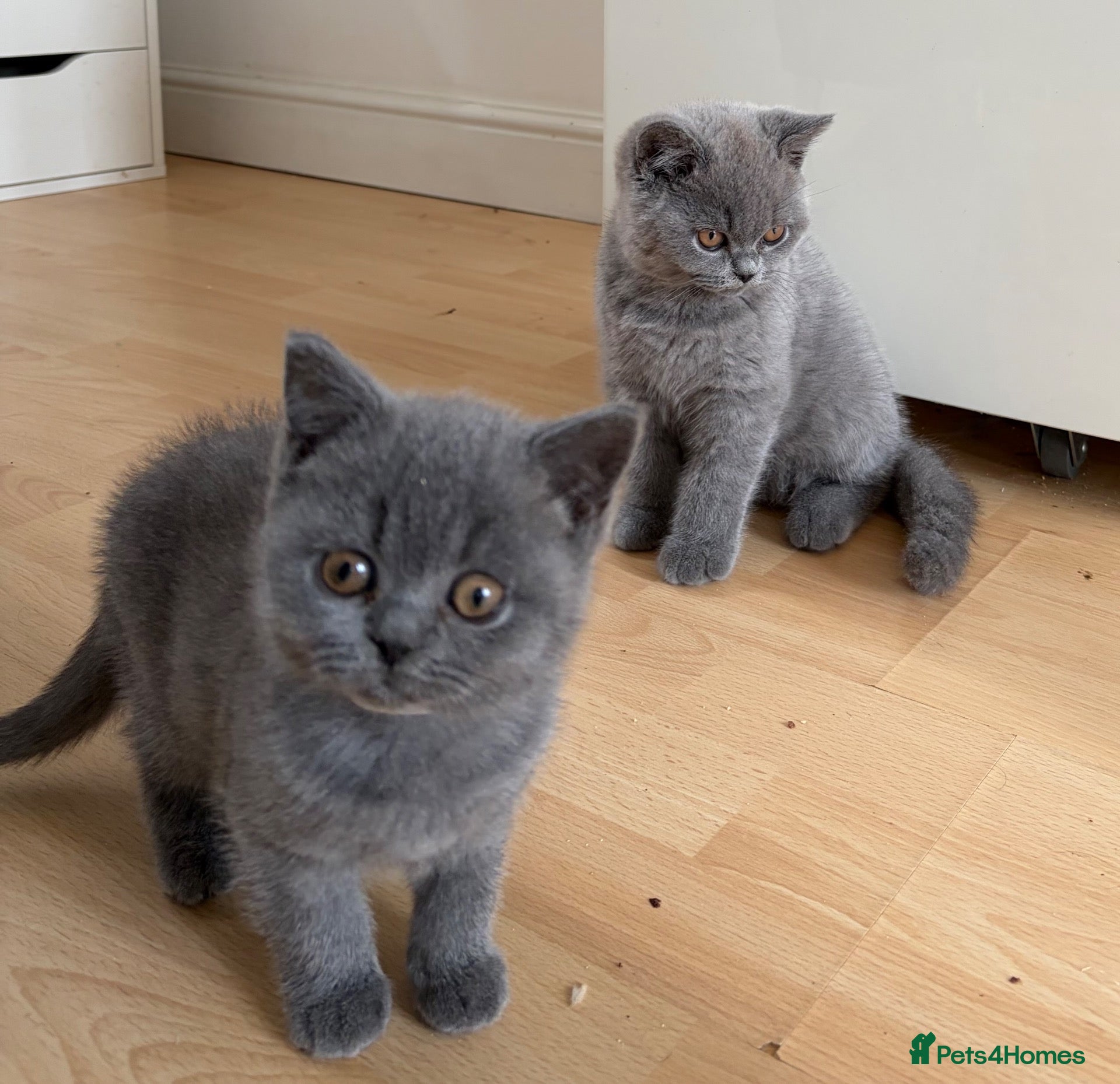 British Shorthair cats Beautiful Blue British Shorthair kittens ready now - Advert 1