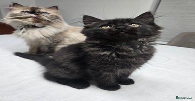 Persian cats Gorgeous half Persian kitten - Advert 2