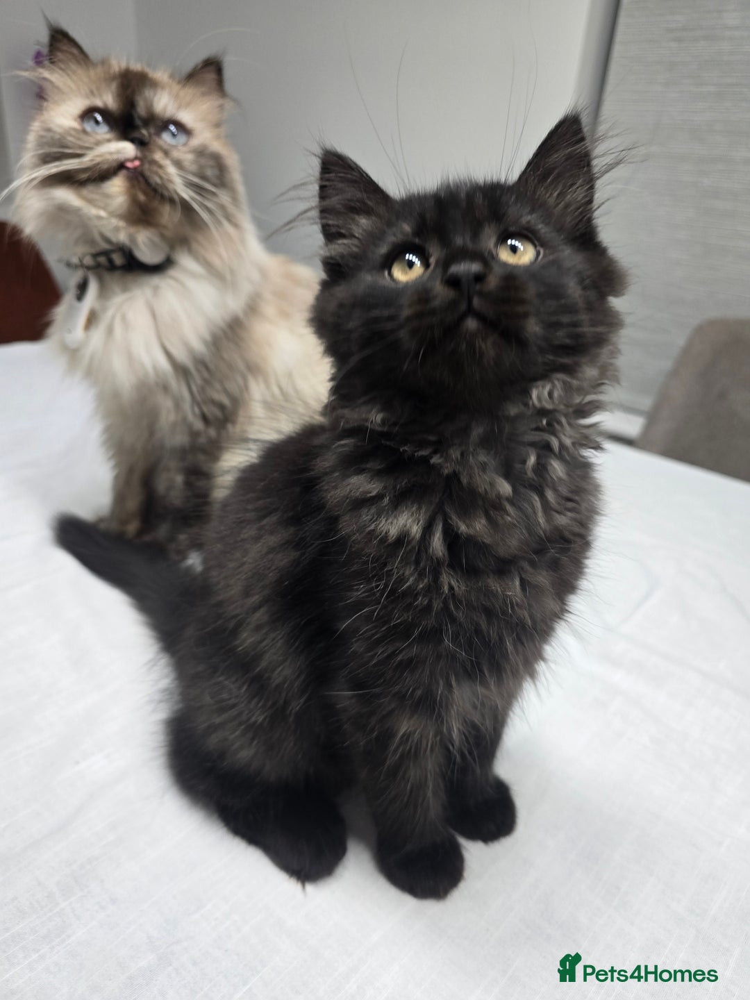 Persian cats for sale: Gorgeous and unique Persian kitten - Advert 2