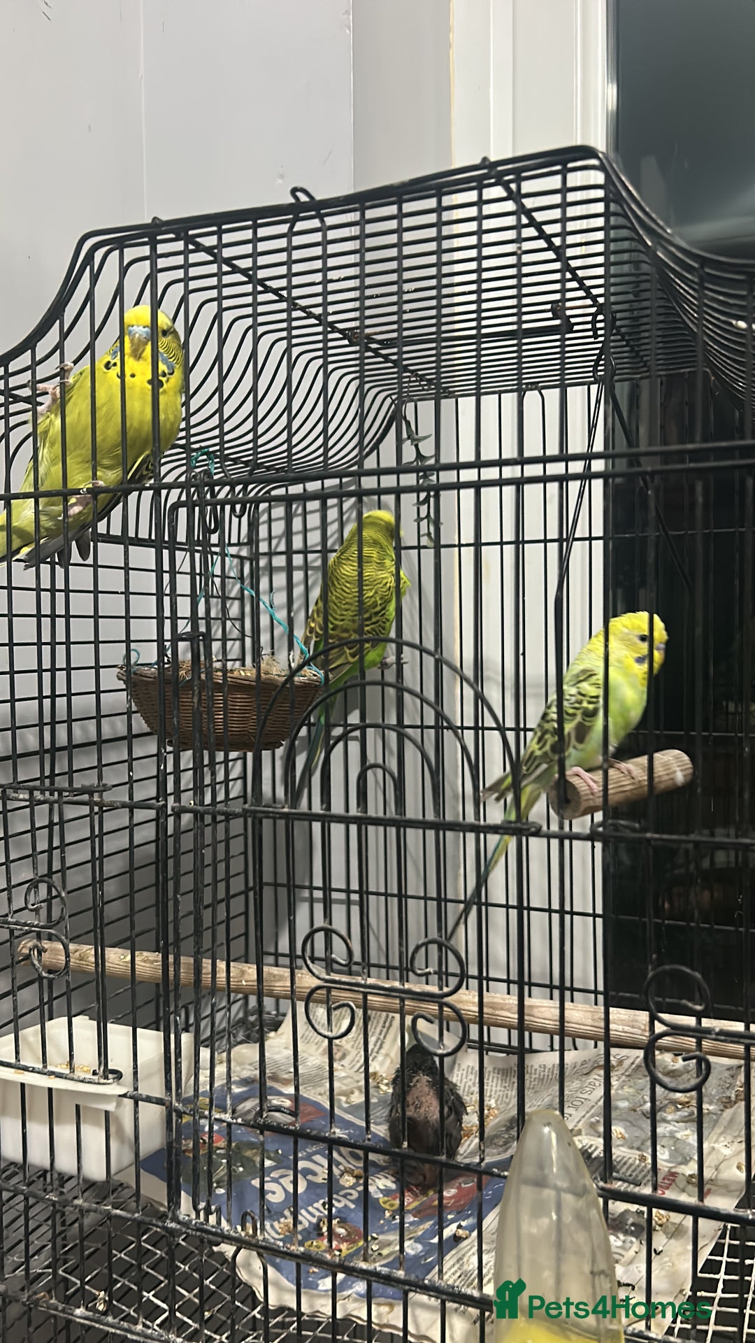 Lovebirds birds for sale: Lovebirds and Budgies for sale  - Image 4