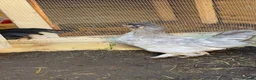 Mixed Breed poultry for sale: Chickens - Advert 5