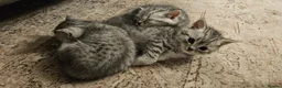 British Shorthair cats for sale: Fabulous kittens  ready  for their forever home in Dunmow - Advert 8