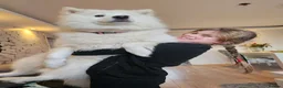 Samoyed dogs for sale: We are already here  - Advert 7