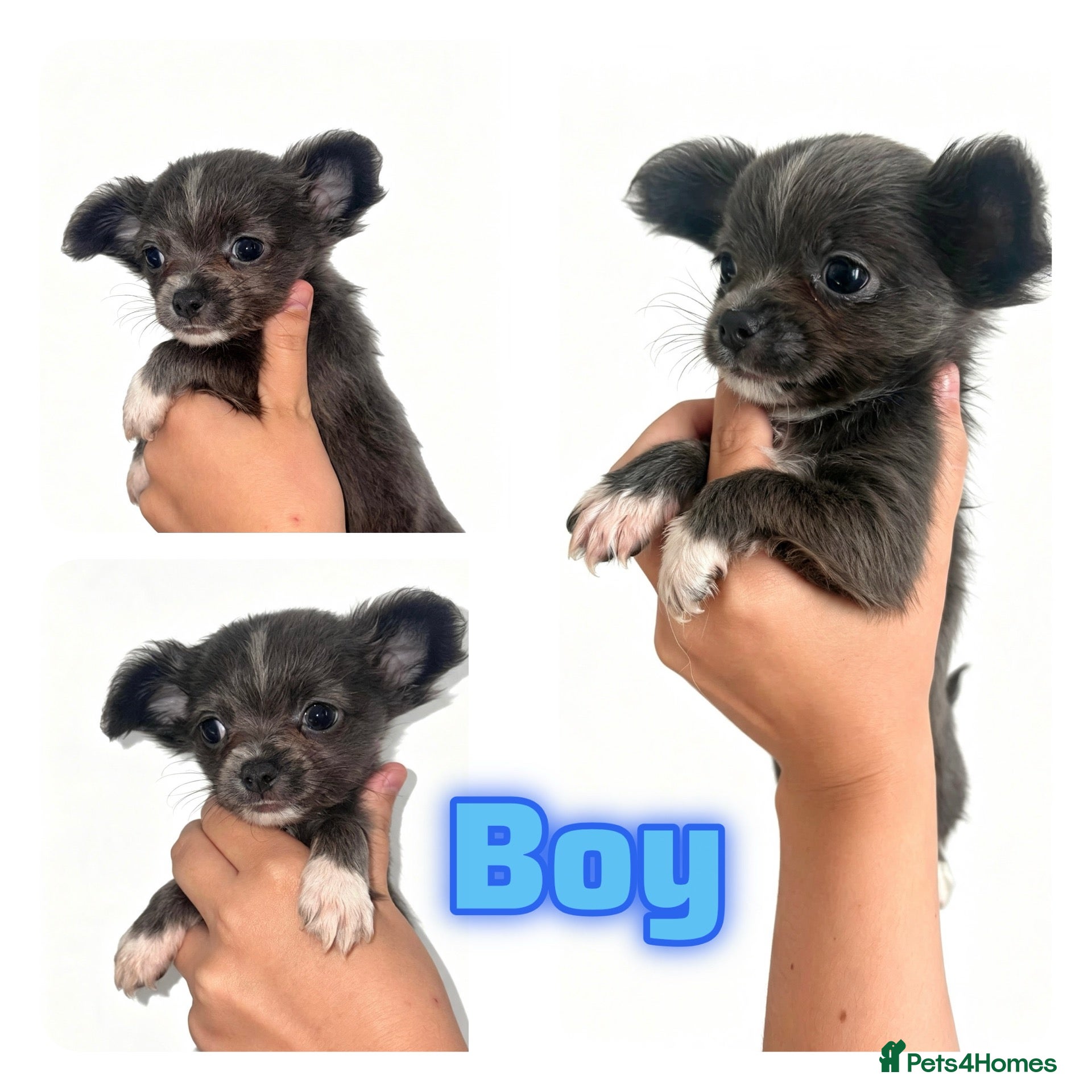 Chihuahua dogs CHIHUAHUA PUPPYS ReadyToLeave - Advert 3