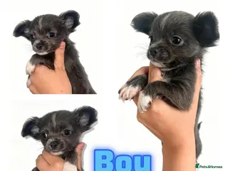 Chihuahua dogs CHIHUAHUA PUPPYS ReadyToLeave - Advert 2