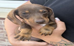 Mixed Breed dogs for sale: Patterjack x daxies  - Image 2
