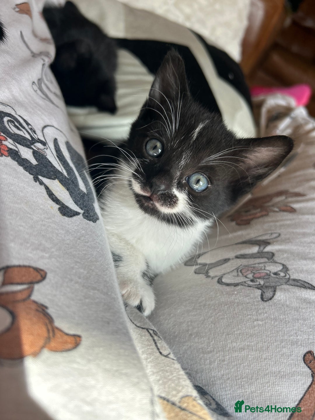 Mixed Breed cats for sale: 4 tuxedo kittens ready for new homes  - Image 7