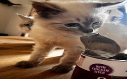 Siberian cats for sale: Three Siberian kittens!! - Image 17