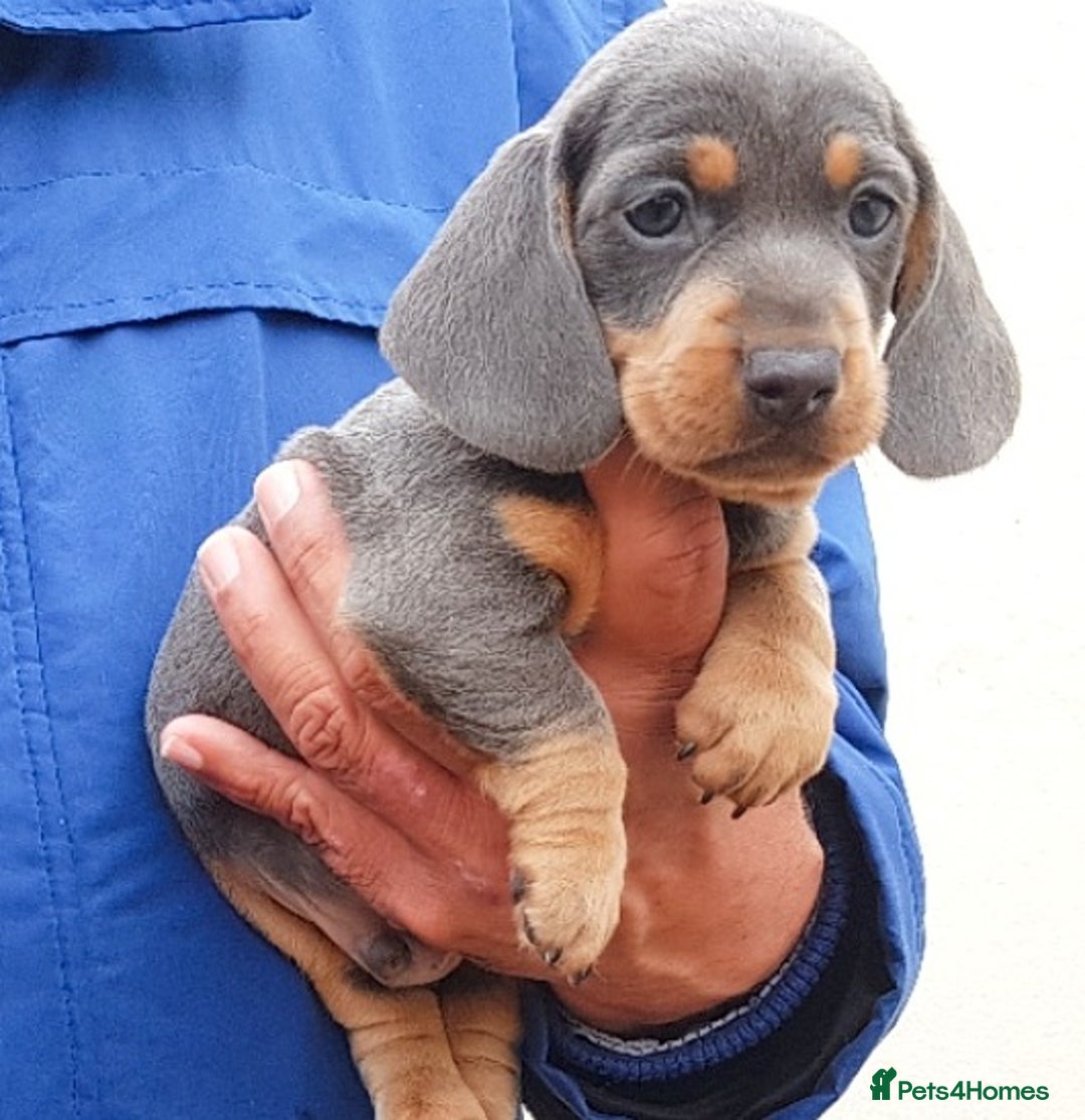 Miniature Dachshund dogs for sale: BLUE DAPPLE & ISABELLA DAPPLE PUPS AVAILABLE  - Image 3